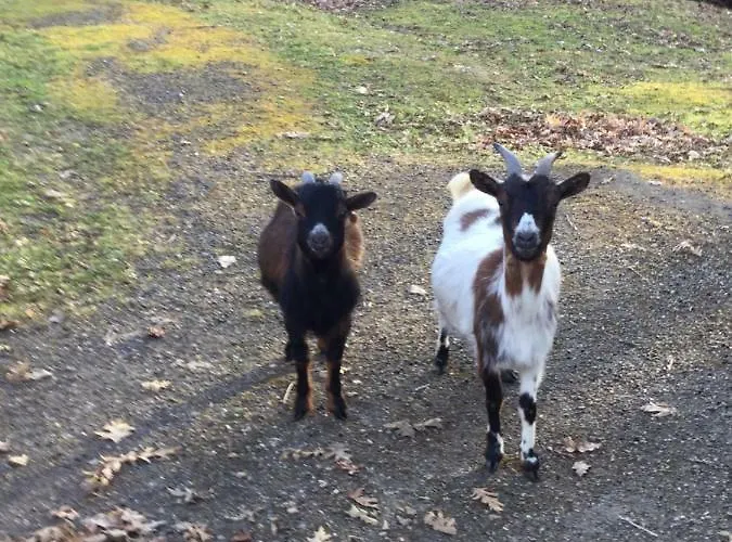 La Belle Chaumiere 3* Bretagne-de-Marsan